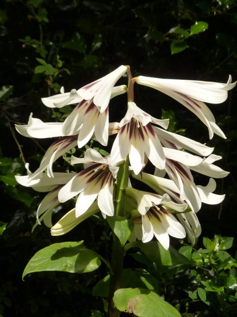 Cardiocrinum giganteum fleur